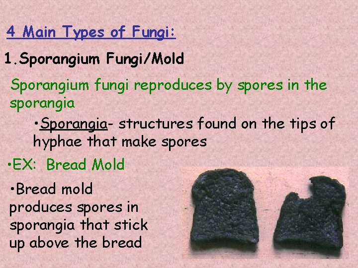 4 Main Types of Fungi: 1. Sporangium Fungi/Mold Sporangium fungi reproduces by spores in