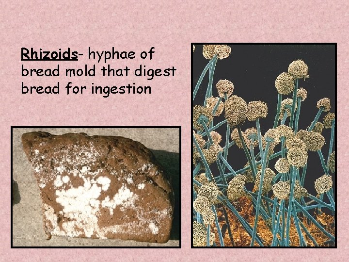 Rhizoids- hyphae of bread mold that digest bread for ingestion 