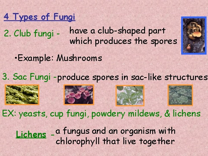 4 Types of Fungi 2. Club fungi - have a club-shaped part which produces