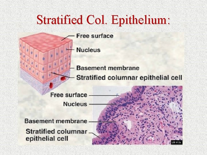 Stratified Col. Epithelium: 