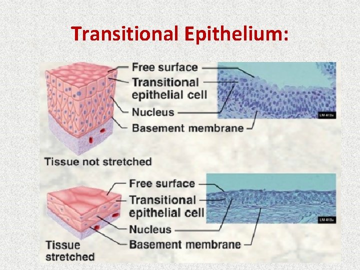 Transitional Epithelium: 