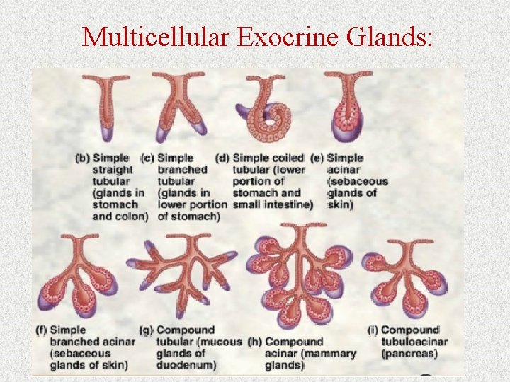 Multicellular Exocrine Glands: 