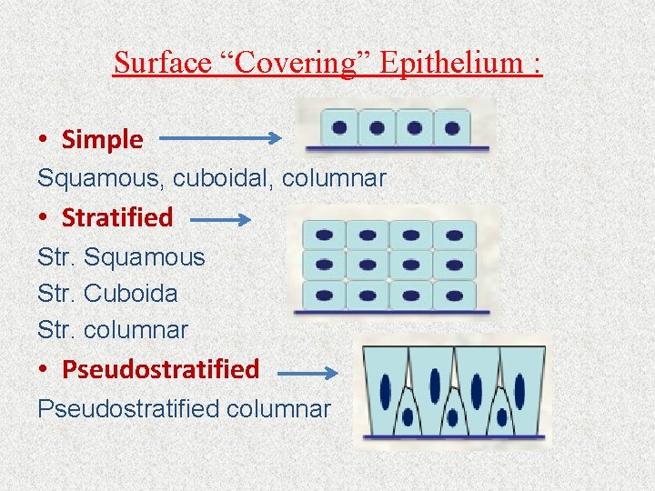 Surface “Covering” Epithelium : • Simple Squamous, cuboidal, columnar • Stratified Str. Squamous Str.