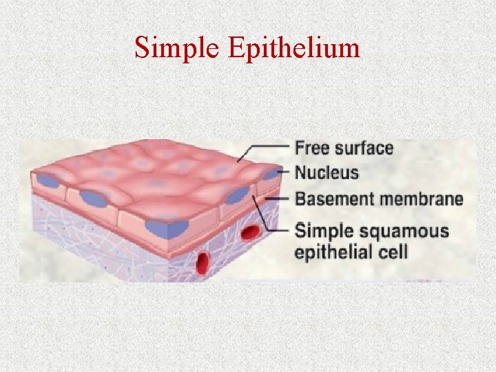 Simple Epithelium 
