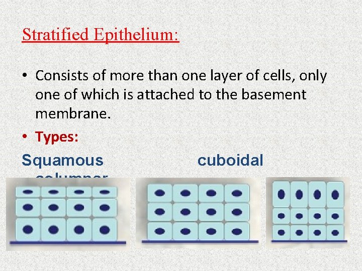Stratified Epithelium: • Consists of more than one layer of cells, only one of