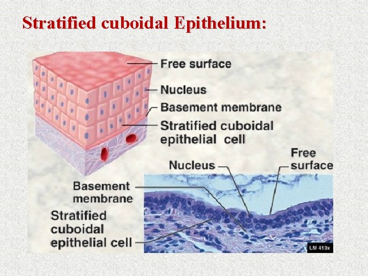 Stratified cuboidal Epithelium: 