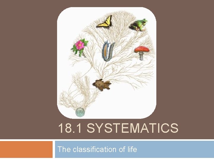 18. 1 SYSTEMATICS The classification of life 
