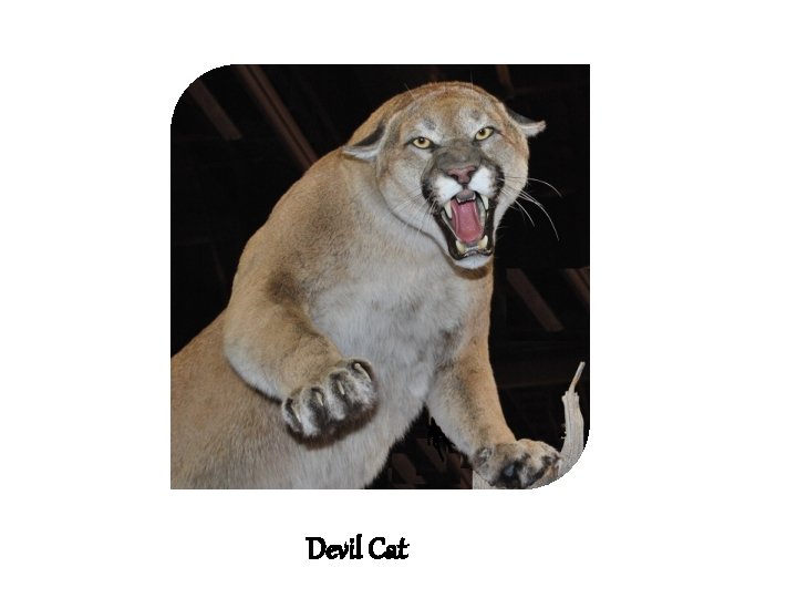Devil Cat 