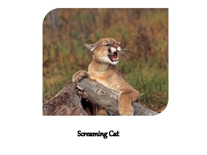Screaming Cat 