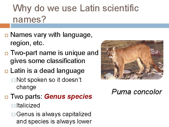 Why do we use Latin scientific names? Names vary with language, region, etc. Two-part