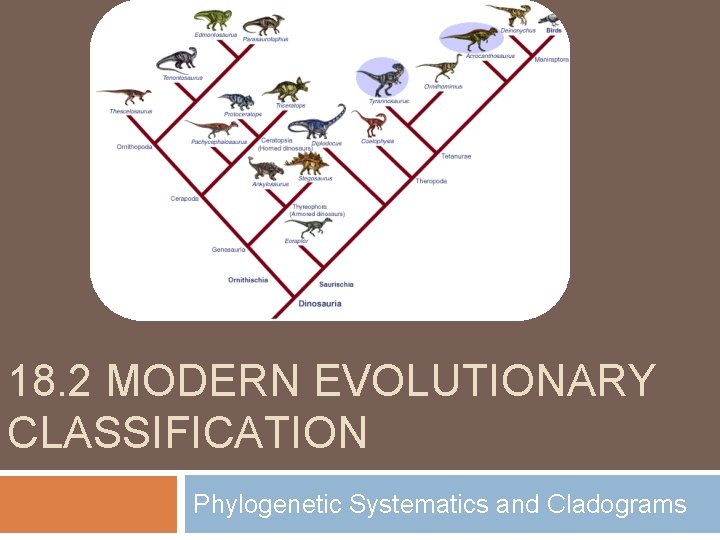 18. 2 MODERN EVOLUTIONARY CLASSIFICATION Phylogenetic Systematics and Cladograms 