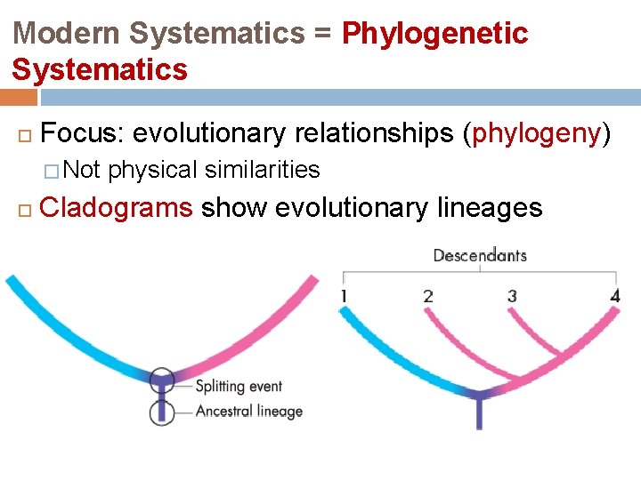 Modern Systematics = Phylogenetic Systematics Focus: evolutionary relationships (phylogeny) � Not physical similarities Cladograms