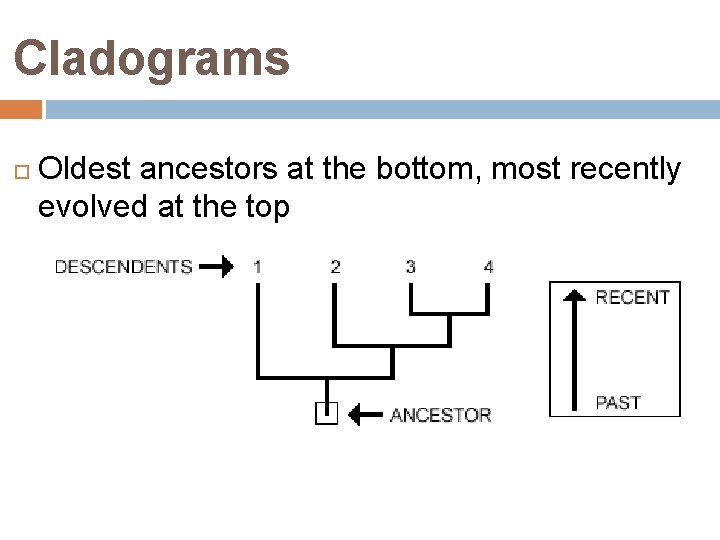 Cladograms Oldest ancestors at the bottom, most recently evolved at the top 