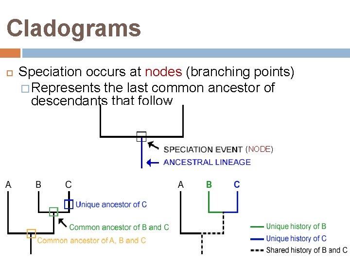 Cladograms Speciation occurs at nodes (branching points) � Represents the last common ancestor of