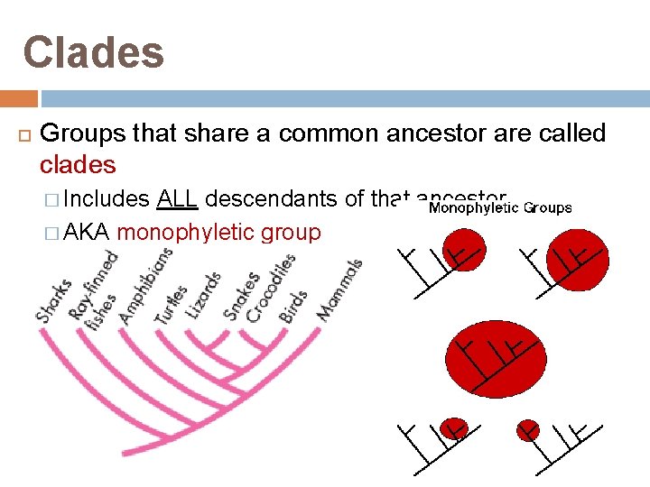 Clades Groups that share a common ancestor are called clades � Includes ALL descendants