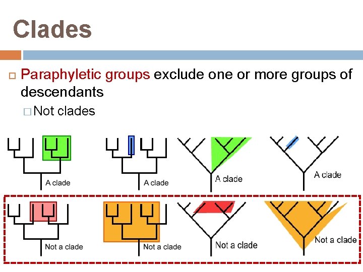 Clades Paraphyletic groups exclude one or more groups of descendants � Not clades 