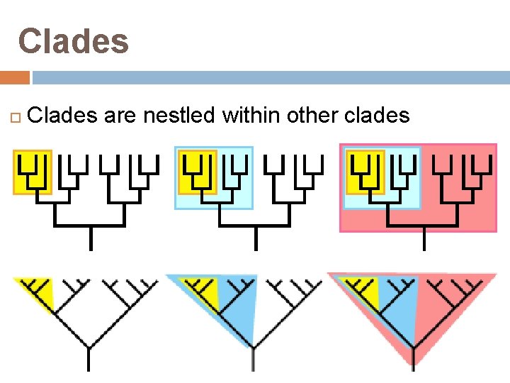Clades are nestled within other clades 