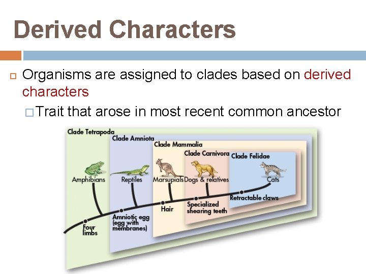 Derived Characters Organisms are assigned to clades based on derived characters � Trait that