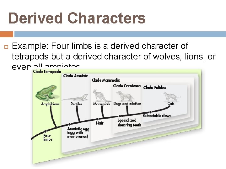 Derived Characters Example: Four limbs is a derived character of tetrapods but a derived