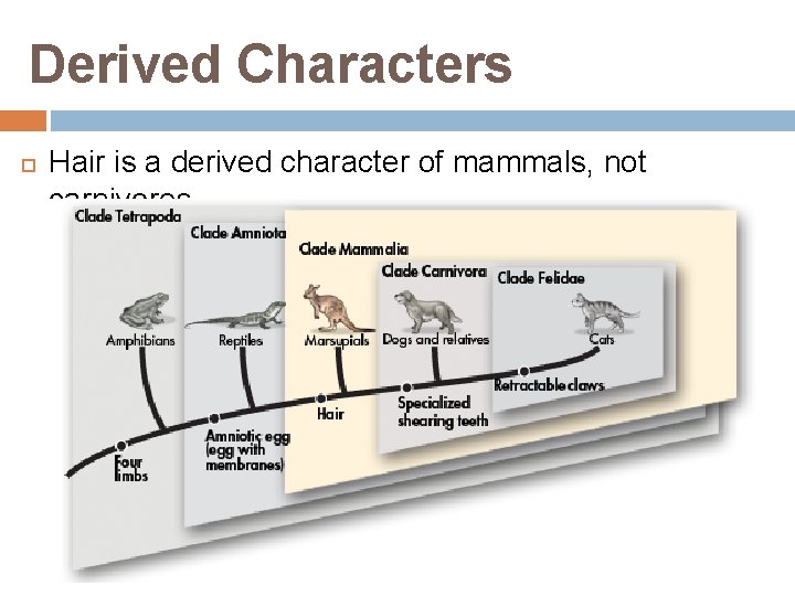 Derived Characters Hair is a derived character of mammals, not carnivores 