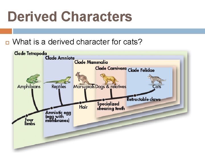 Derived Characters What is a derived character for cats? 