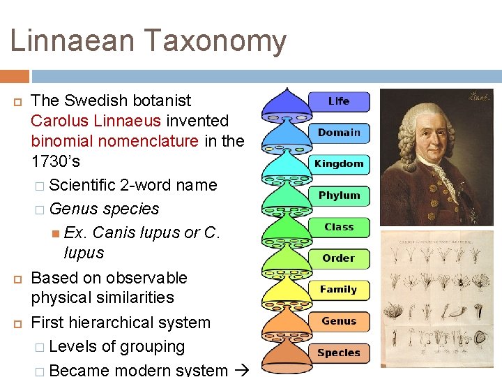 Linnaean Taxonomy The Swedish botanist Carolus Linnaeus invented binomial nomenclature in the 1730’s �