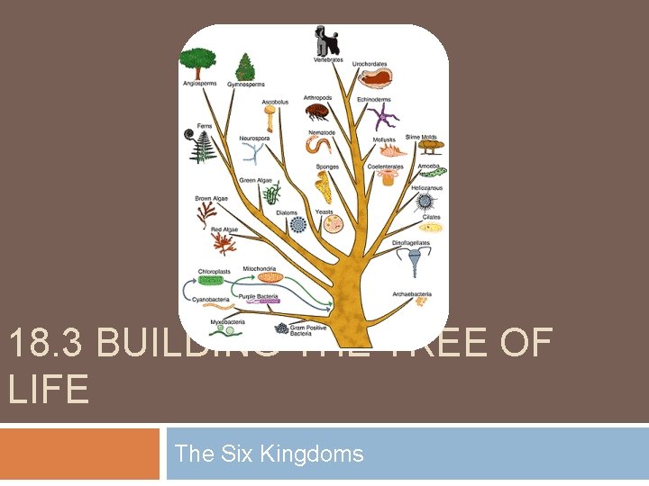 18. 3 BUILDING THE TREE OF LIFE The Six Kingdoms 