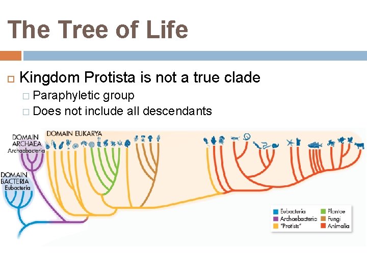 The Tree of Life Kingdom Protista is not a true clade � Paraphyletic group