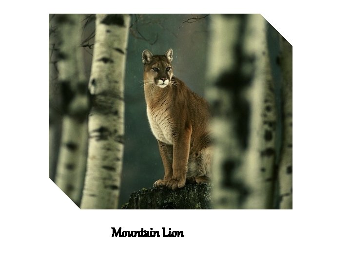 Mountain Lion 