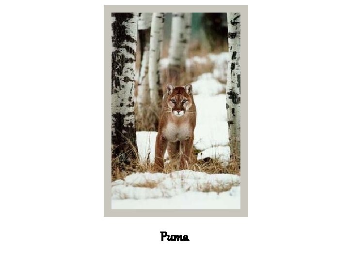 Puma 