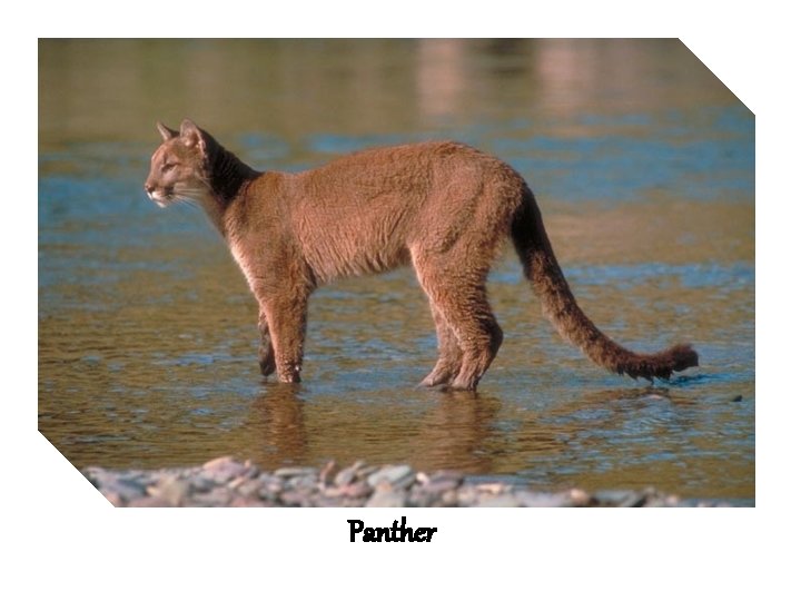 Panther 