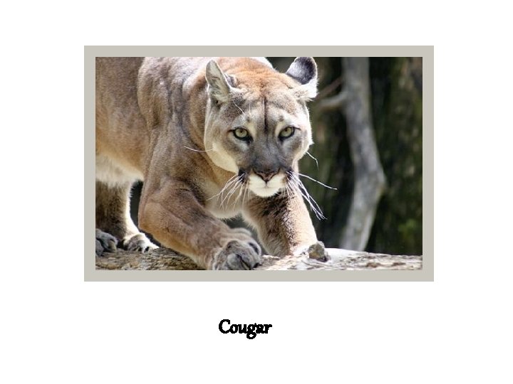 Cougar 