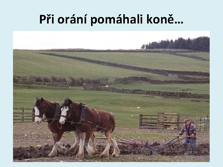 Při orání pomáhali koně… 