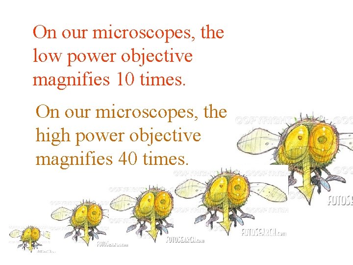 On our microscopes, the low power objective magnifies 10 times. On our microscopes, the