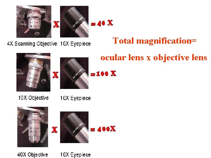 Total magnification= ocular lens x objective lens 