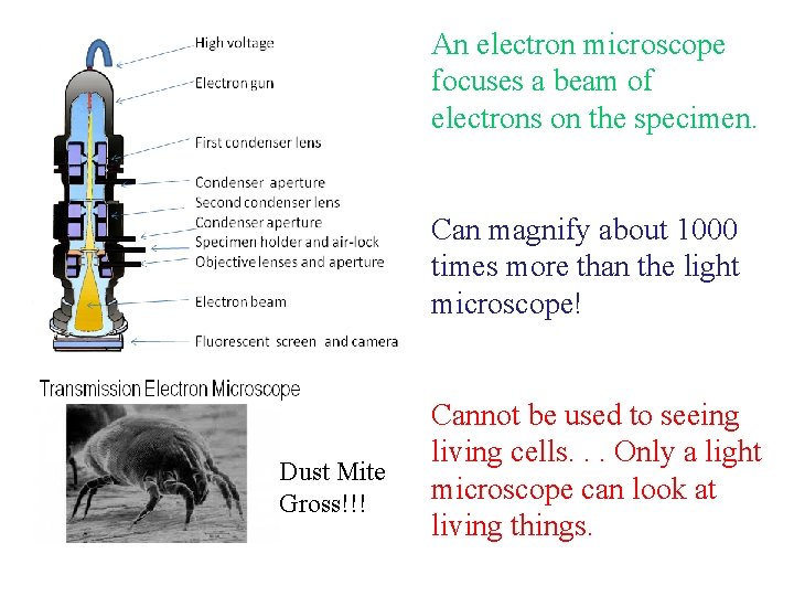 An electron microscope focuses a beam of electrons on the specimen. Can magnify about