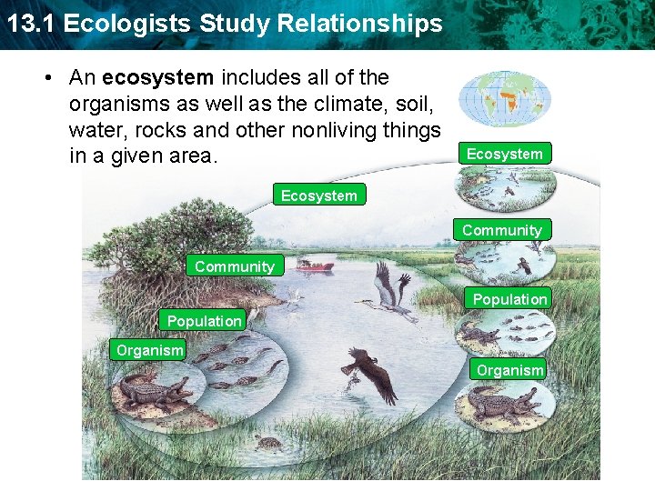 13. 1 Ecologists Study Relationships • An ecosystem includes all of the organisms as