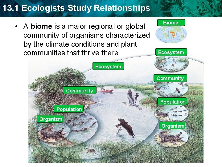 13. 1 Ecologists Study Relationships • A biome is a major regional or global