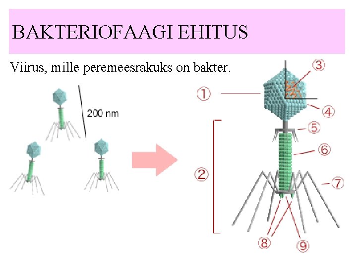 BAKTERIOFAAGI EHITUS Viirus, mille peremeesrakuks on bakter. 