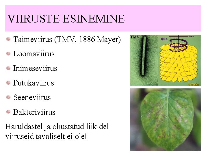 VIIRUSTE ESINEMINE Taimeviirus (TMV, 1886 Mayer) Loomaviirus Inimeseviirus Putukaviirus Seeneviirus Bakteriviirus Haruldastel ja ohustatud