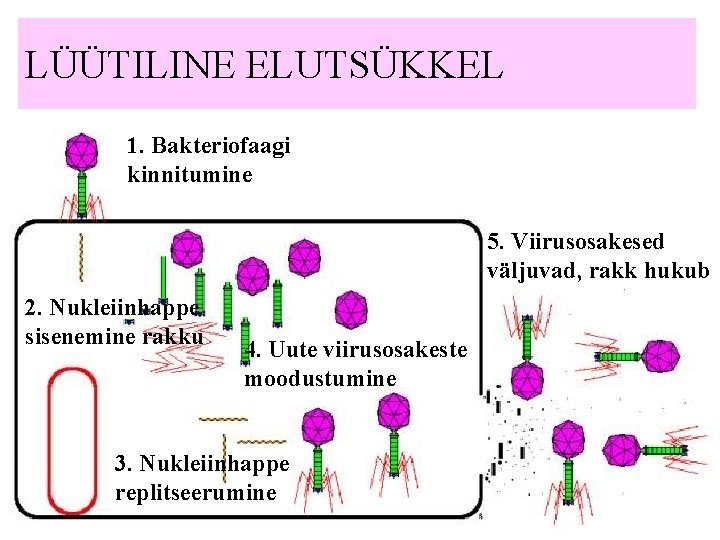 LÜÜTILINE ELUTSÜKKEL 1. Bakteriofaagi kinnitumine 5. Viirusosakesed väljuvad, rakk hukub 2. Nukleiinhappe sisenemine rakku