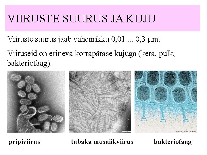 VIIRUSTE SUURUS JA KUJU Viiruste suurus jääb vahemikku 0, 01. . . 0, 3