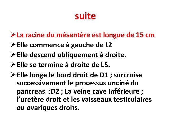 suite Ø La racine du mésentère est longue de 15 cm Ø Elle commence