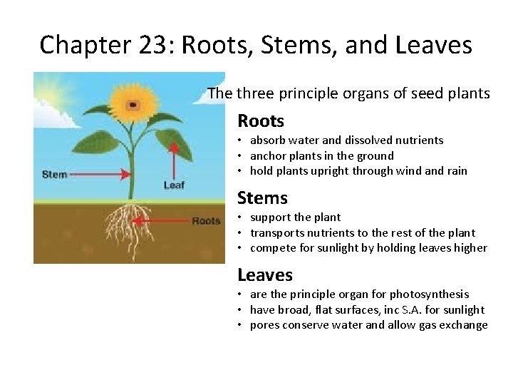 Chapter 23: Roots, Stems, and Leaves The three principle organs of seed plants Roots