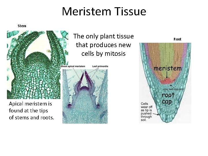 Meristem Tissue Stem The only plant tissue that produces new cells by mitosis Apical