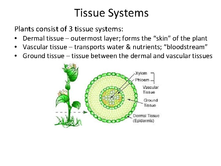 Tissue Systems Plants consist of 3 tissue systems: • Dermal tissue – outermost layer;