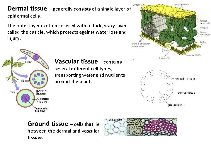 Dermal tissue – generally consists of a single layer of epidermal cells. The outer