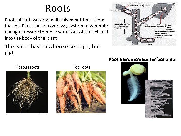 Roots absorb water and dissolved nutrients from the soil. Plants have a one-way system
