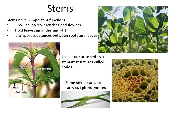 Stems have 3 important functions: • Produce leaves, branches and flowers • hold leaves