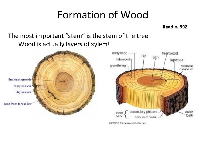 Formation of Wood Read p. 592 The most important “stem” is the stem of